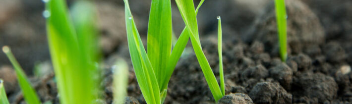 Весенний посев газона: полезные инструменты для обработки почвы