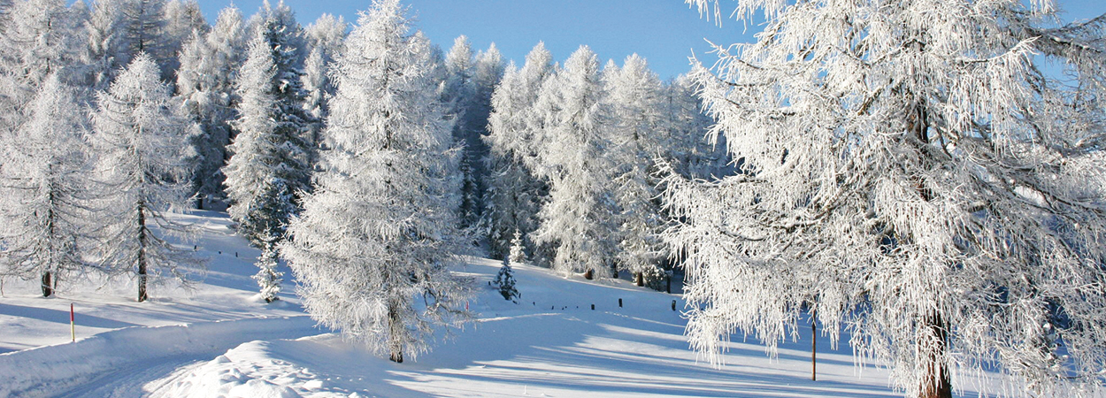 5 зимових робіт на садовій ділянці: захист рослин, прибирання снігу, догляд за інструментом