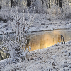 Зимовий догляд за деревами та чагарниками