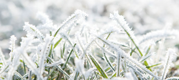 Який догляд потрібний газону взимку?